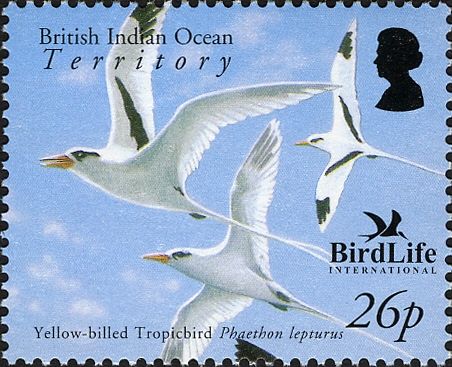 Yellow-billed Tropicbird (Phaethon lepturus)