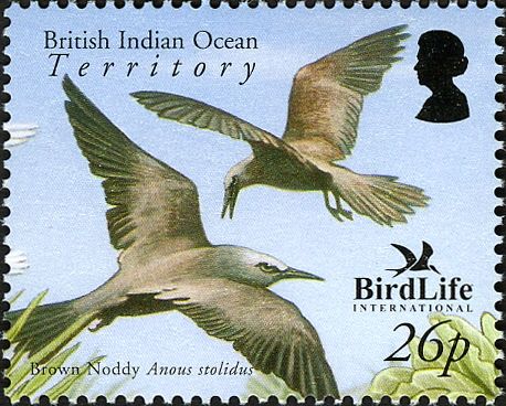 Brown Noddy (Anous stolidus)
