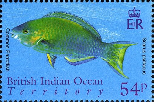 Common Parrotfish (Scarus psittacus)