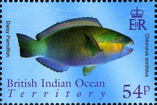 Daisy Parrotfish (Chlorurus sordidus)