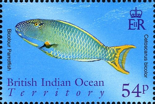 Bicolour Parrotfish (Cetoscarus bicolor)