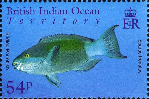 Bridled Parrotfish (Scarus frenatus)