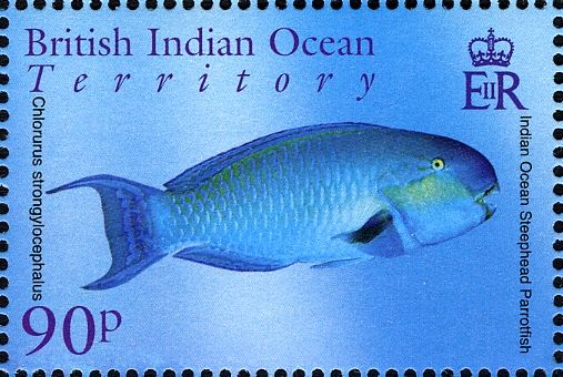 Indian Ocean Steephead Parrotfish (Scarus strongylocephalus