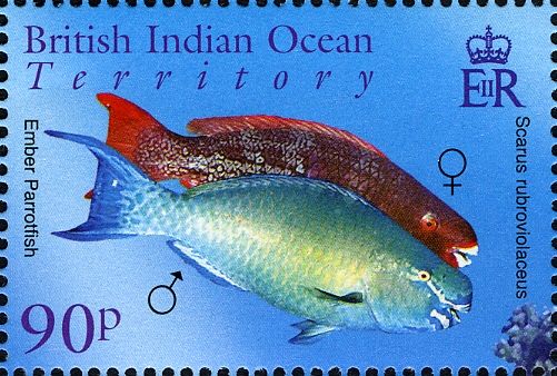 Ember Parrotfish (Scarus rubroviolaceus)