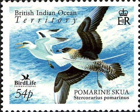 Pomarine Skua (Stercorarius pomarinus), White-tailed Tropicb