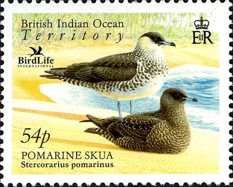 Pomarine Skua (Stercorarius pomarinus)