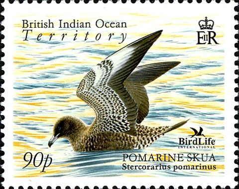 Pomarine Skua (Stercorarius pomarinus)