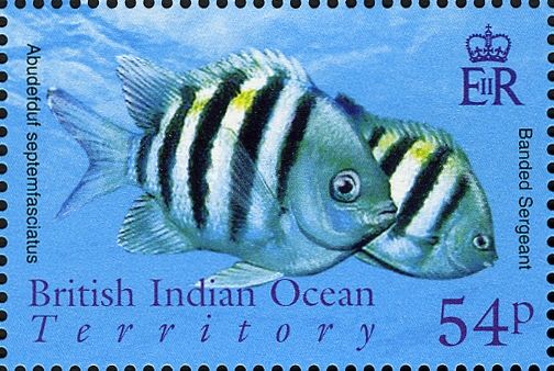 Banded Sergeant (Abudefduf septemfasciatus)
