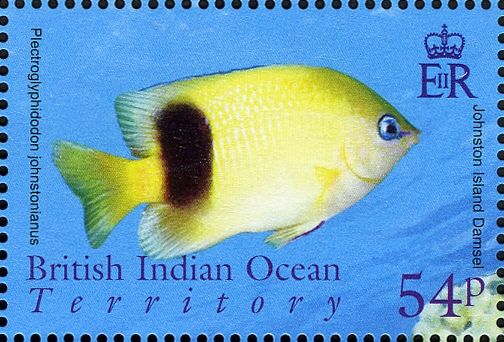 Johnston Island Damsel (Plectroglyphidodon johnstonianus)
