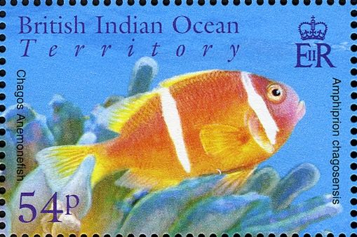Chagos Anemonefish (Amphiprion chagosensis) 