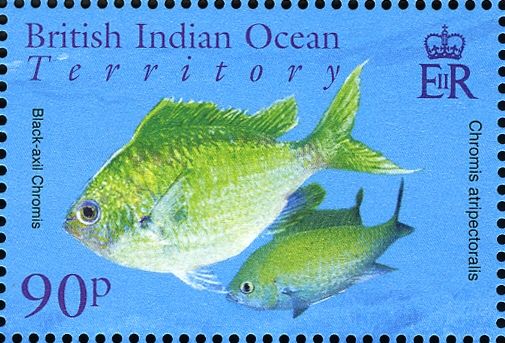 Black-axil Chromis (Chromis atripectoralis)