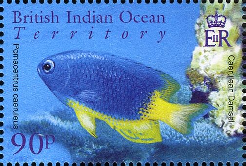 Caerulean Damsel (Pomacentrus caeruleus)