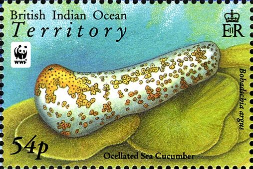 Ocellated Sea Cucumber (Bohadschia argus)