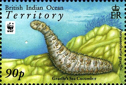Graeffe's Sea Cucumber (Pearsonothuria graeffei)
