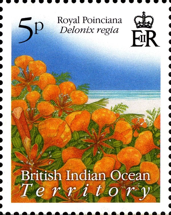 Royal Poinciana