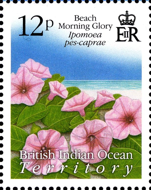 Beach Morning Glory (Ipomoea pes-caprae)