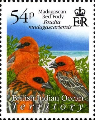 Madagascan Red Fody (Foudia madagascariensis)