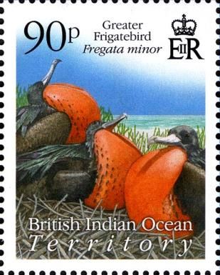 Greater Frigatebird (Fregata minor)