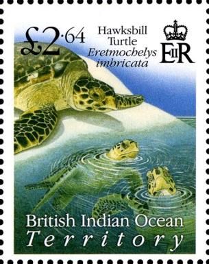 Hawksbill Turtle (Eretmochelys imbricata)