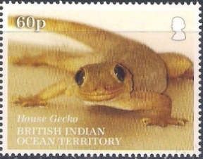 Common House Gecko (Hemidactylus frenatus)