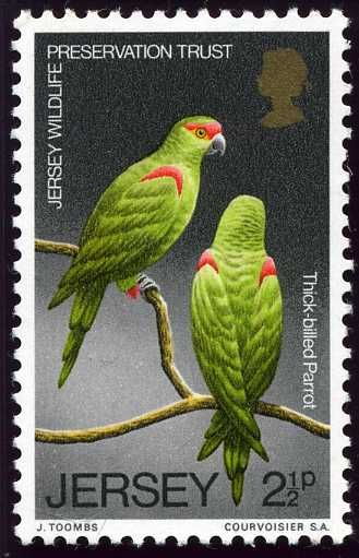 Thick-billed Parrot (Rhynchopsitta pachyrhyncha)