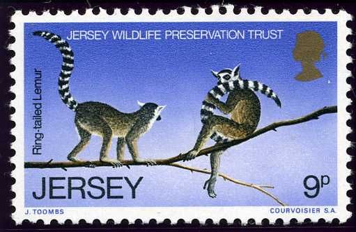 Ring-tailed Lemur (Lemur catta)
