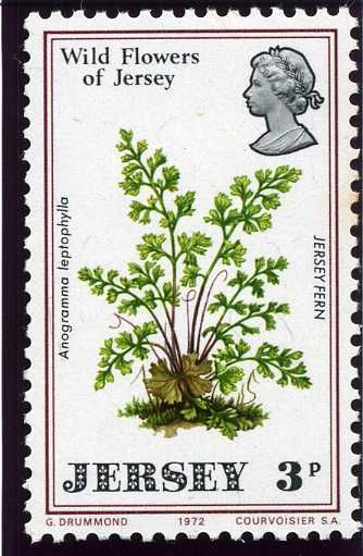 Jersey Fern (Anogramma leptophylla)