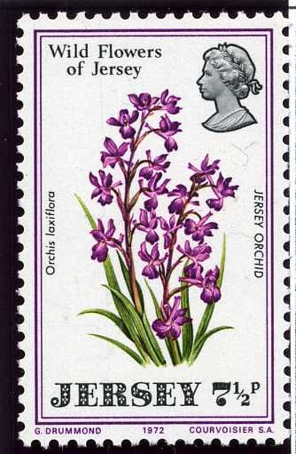 Jersey Orchid (Orchis laxiflora)