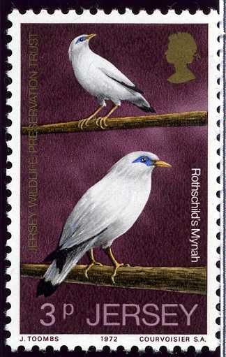 Rothschild's Myna (Leucopsar rothschildi)