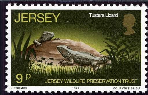 Tuatara Lizard (Sphenodon punctatus)