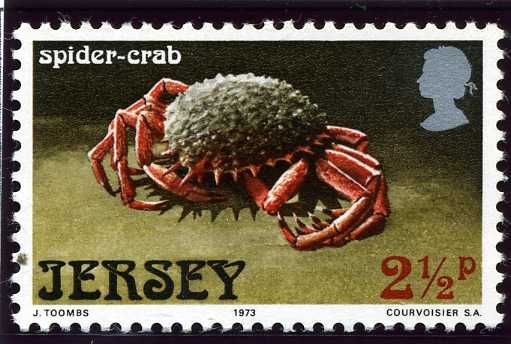 European Spider Crab (Maja squinado)