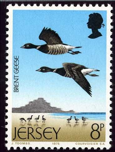 Brent Goose (Branta bernicla)