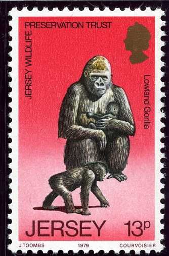 Western Lowland Gorilla (Gorilla gorilla gorilla)