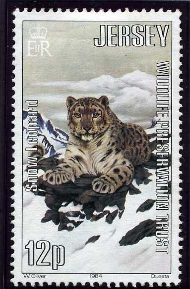 Snow Leopard (Panthera uncia)