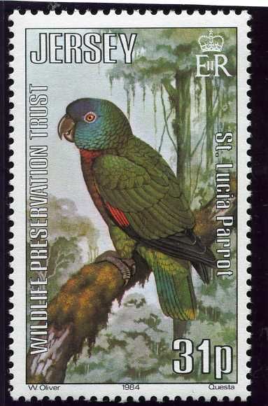 St. Lucia Parrot (Amazona versicolor)