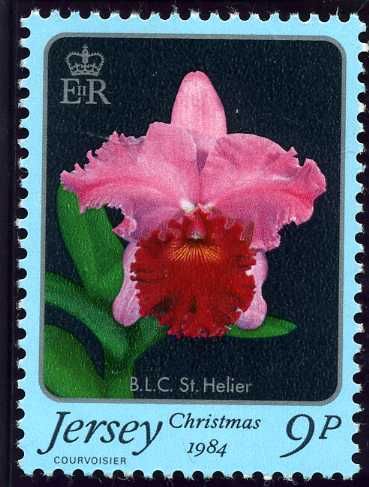 Orchid "Brassolaeliocattleya St. Helier"