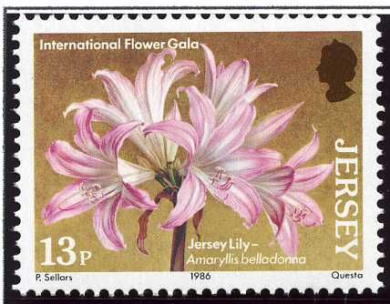 Jersey Lily - Amaryllis belladonna