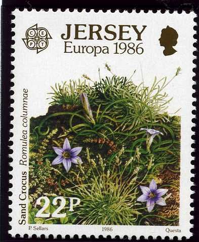 Sand Crocus (Romulea columnae)