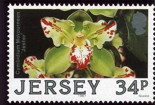 Cymbidium mavourneen "Jester"