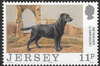 Labrador Retriever (Canis lupus familiaris)