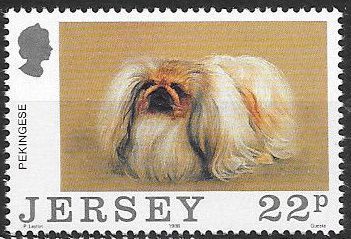 Pekinese (Canis lupus familiaris)