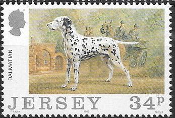 Dalmatian (Canis lupus familiaris)