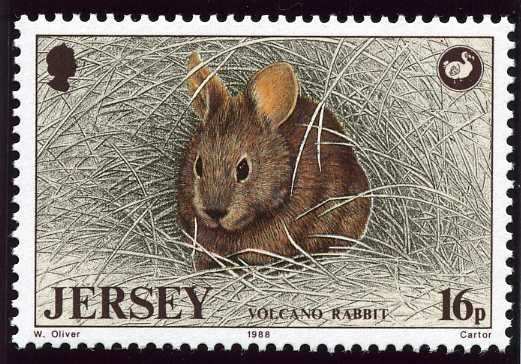 Volcano Rabbit (Romerolagus diazi)