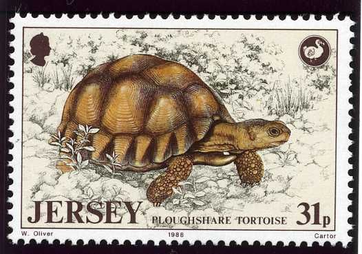 Ploughshare Tortoise (Astrochelys yniphora)