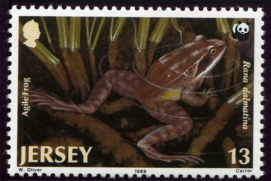 Agile Frog (Rana dalmatina)