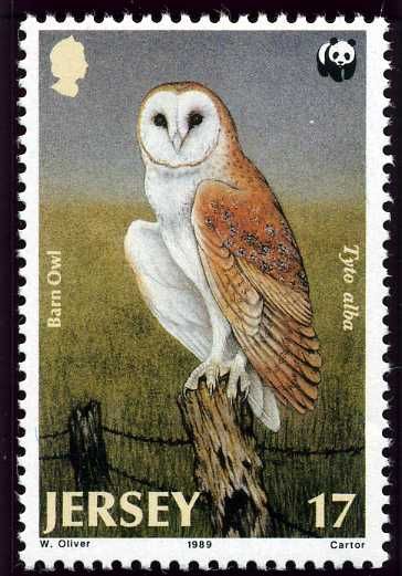 Western Barn Owl (Tyto alba)