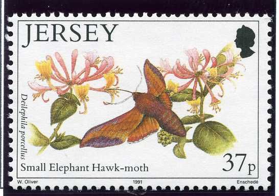 Small Elephant Hawkmoth (Deilephila porcellus)