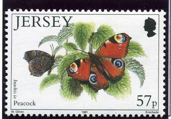 European peacock (Inachis Io)