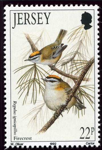 Common Firecrest (Regulus ignicapillus)