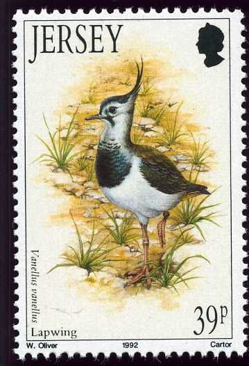 Northern Lapwing (Vanellus vanellus)
